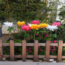 Chrysanthemum LED Zonne Licht