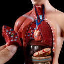 Belleza Anatomische Torso 15 delig