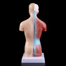 Belleza Anatomische Torso 15 delig