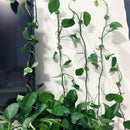 Plant Climbing Object Mounting Clip