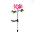 Chrysanthemum LED Zonne Licht