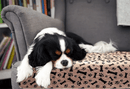 Herbruikbare honden plasmat